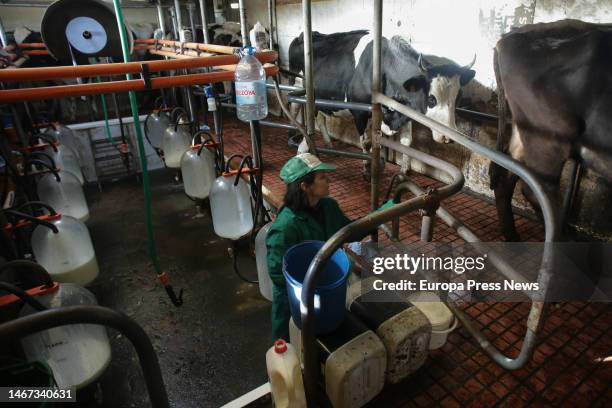 Woman works during milking at the Bertolos e Serranos dairy farm on February 19 in Macedo, Friol, Lugo, Galicia, Spain. The Bertolos e Serranos dairy...
