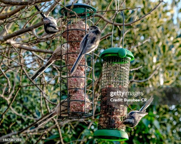 long-tailed tit (aegithalos caudatus) feeding from bird feeders in the garden - bird seed stockfoto's en -beelden