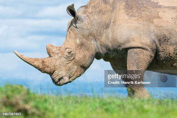 white rhinoceros (ceratotherium simum) in solio game reserve, kenya - wildlife reserve stock-fotos und bilder