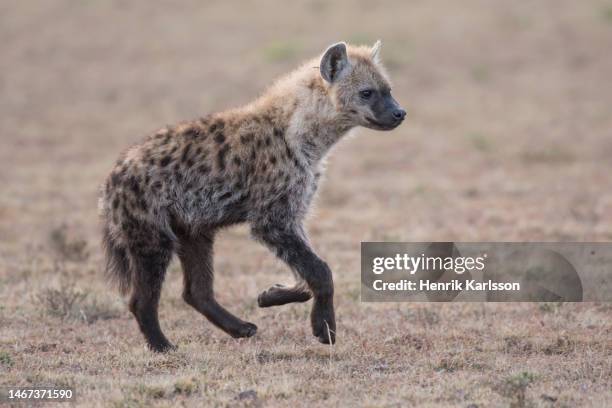 spotted hyena (crocuta crocuta) in masai mara national park, kenya - cub stock pictures, royalty-free photos & images