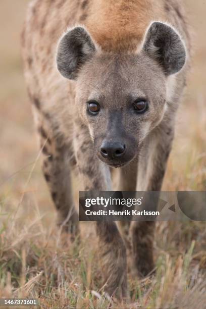 spotted hyena (crocuta crocuta) in masai mara national park, kenya - striped hyena stock pictures, royalty-free photos & images
