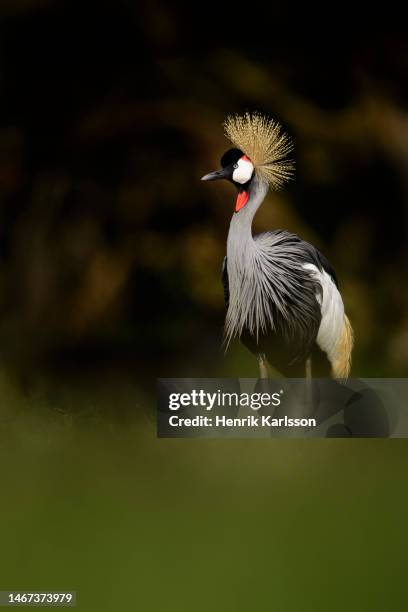 grey crowned crane (balearica regulorum) in masai mara national park, kenya - grey crowned crane stock pictures, royalty-free photos & images