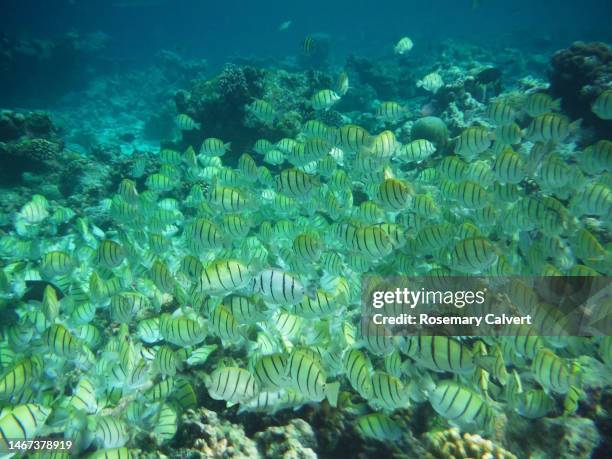 Hasoos Fish 93 Chaos Reef Stock Photos, High-Res Pictures, and Images - Getty Images