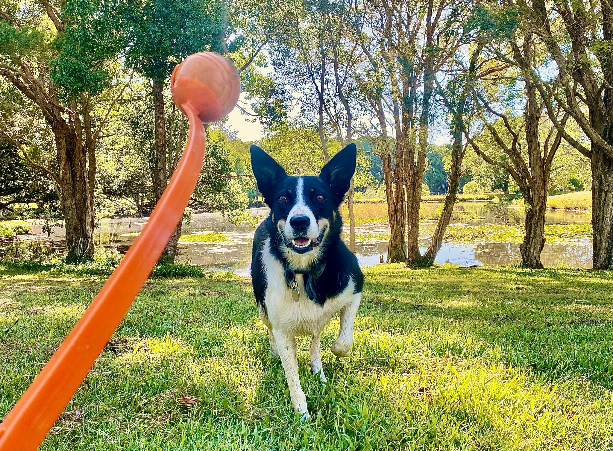 Dog Waiting for Ball Launcher To Be Thrown Dog Waiting for Ball Launcher To Be Thrown