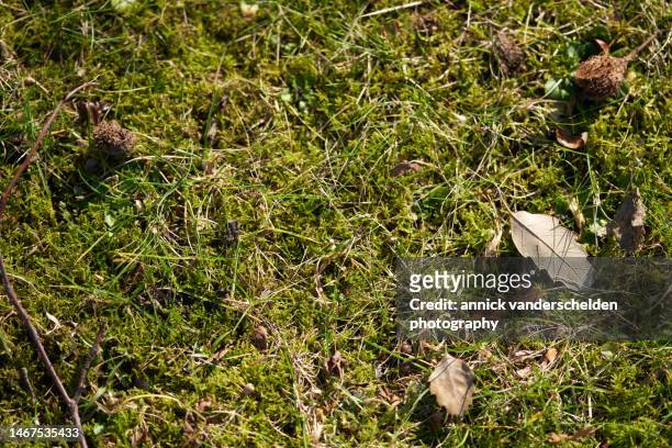 moss and grass - moss stock pictures, royalty-free photos & images
