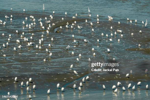 seagulls resting on the beach - seagull icon stock pictures, royalty-free photos & images