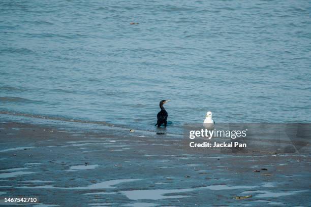 cormorant 、heron and seagull on beach - seagull icon stock pictures, royalty-free photos & images