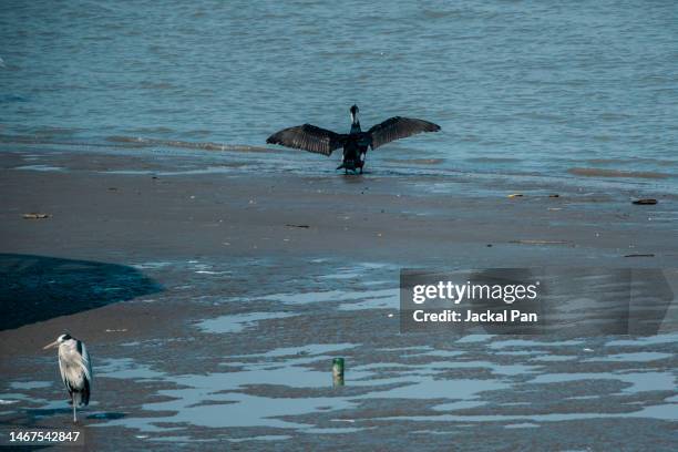 cormorant 、heron and seagull on beach - seagull icon stock pictures, royalty-free photos & images