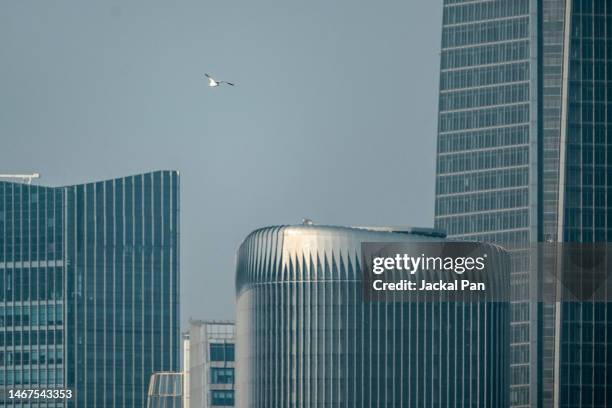 flying seagull in the city - seagull icon stock pictures, royalty-free photos & images