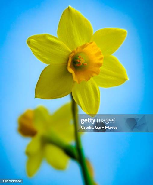 daffodil flower closeup - daffodil isolated stock pictures, royalty-free photos & images