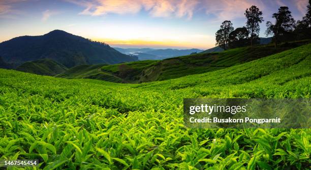 sunrise of aerial view tea plantations in the mountains - 中国茶 ストックフォトと画像