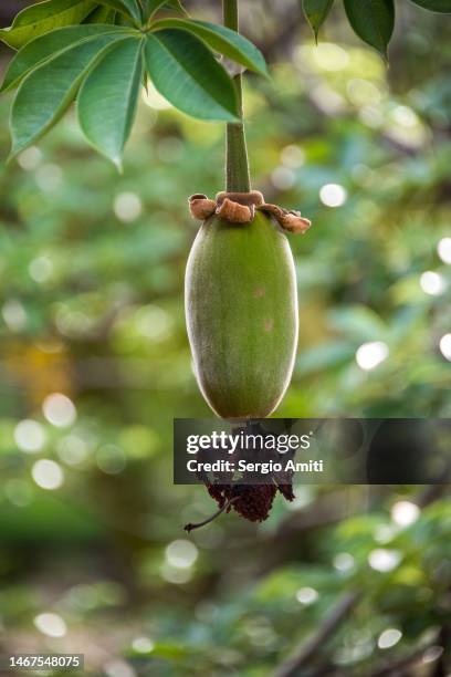 baobab tree fruit - baobab stockfoto's en -beelden