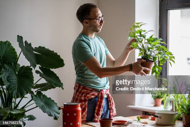Focused man gardener inspecting leaves of Monstera for pests, examines houseplant before cuttings