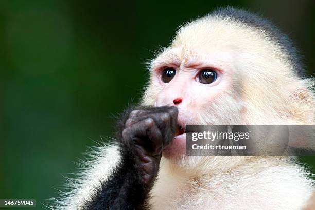 Capuchin Monkey Sucking Thumb