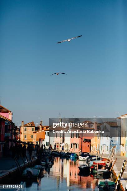 seagulls flying above the canal at burano, italy - burano fotografías e imágenes de stock