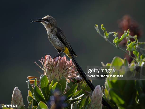 cape sugarbird (promerops cafer) on protea flowers in kirstenbosch botanical gardens, cape town - fynbos stock-fotos und bilder