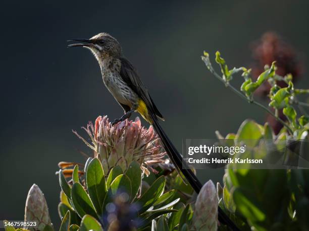 cape sugarbird (promerops cafer) on protea flowers in kirstenbosch botanical gardens, cape town - fynbos 個照片及圖片檔