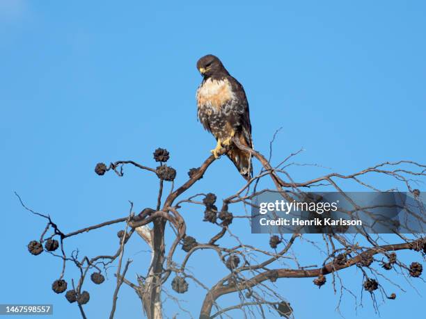 jackal buzzard (buteo rufofuscus) perched in a tree, table mountain national park, cape town - jackal buzzard stock pictures, royalty-free photos & images