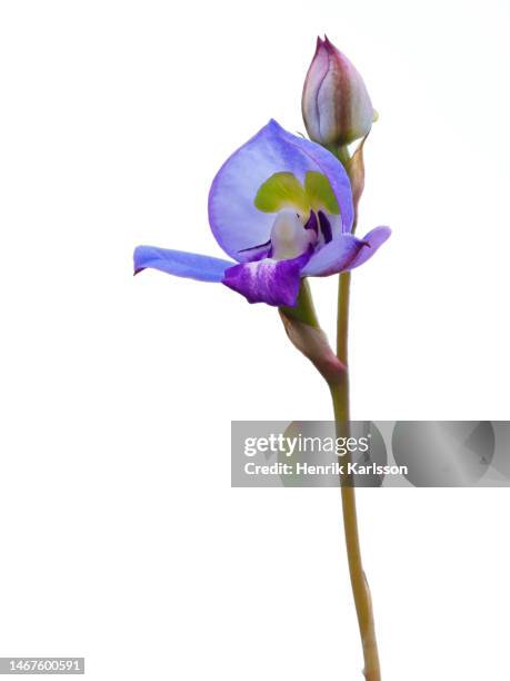 close-up of blue disa (disa graminifolia) with white background, table mountain national park - fynbos 個照片及圖片檔