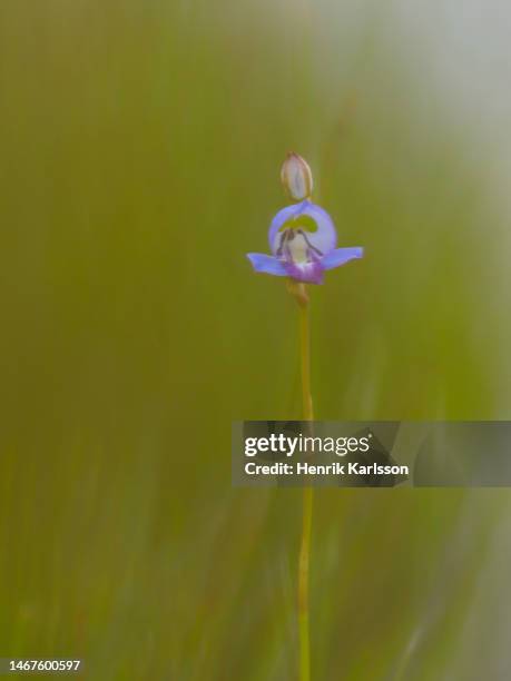 Blue Disa Disa Park Photos and Premium High Res Pictures - Getty Images