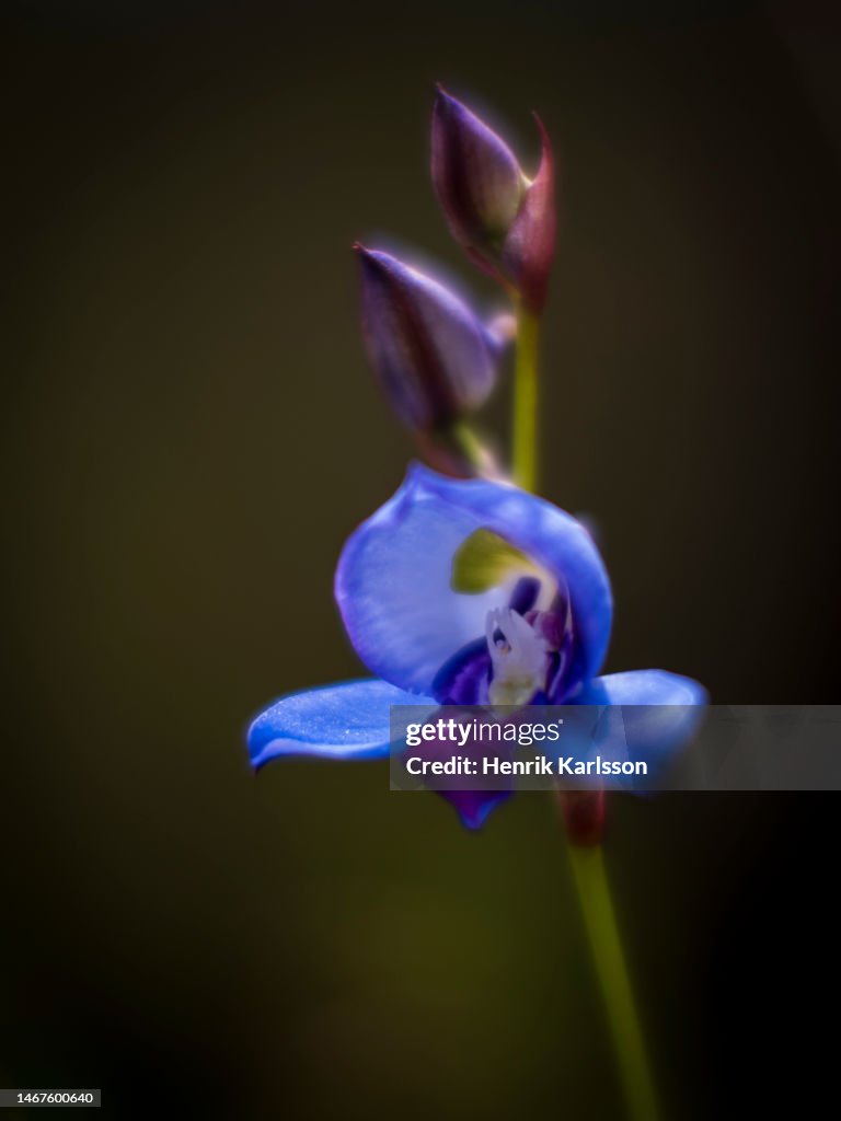Blue Disa Closeup Of Blue Disa Table Mountain National Park High-Res Stock Photo ...