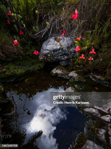 red disa (disa uniflora) growing nest to stream, table mountain national park - fynbos stock-fotos und bilder