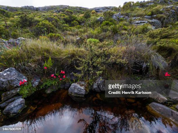 red disa (disa uniflora) growing nest to stream, table mountain national park - fynbos stock-fotos und bilder