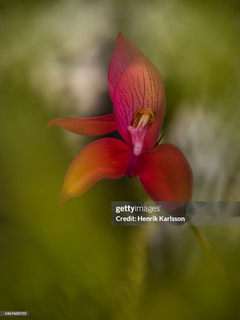Red Disa Table Mountain National Park High-Res Stock Photo - Getty Images