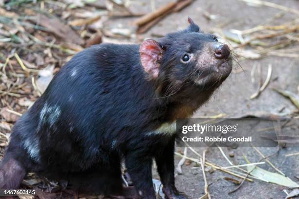 tasmanian devil (sarcophilus harrisii) - tasmania devil stock pictures, royalty-free photos & images