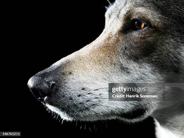 close up of wolf in profile - naso di animale foto e immagini stock