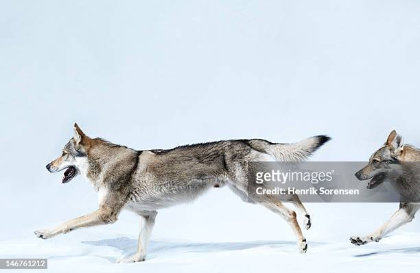 2 wolves running - lobo fotografías e imágenes de stock