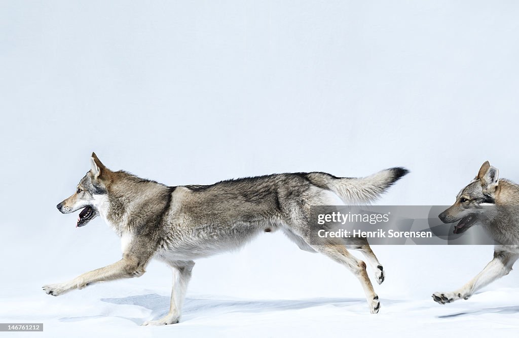 2 wolves running