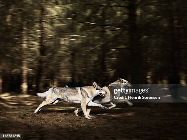 2 wolves running in the forest - wolf stockfoto's en -beelden