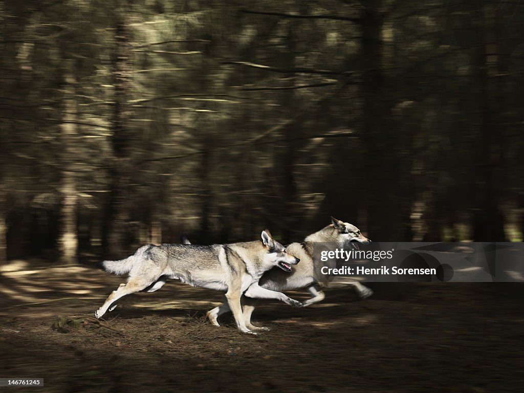 2 wolves running in the forest