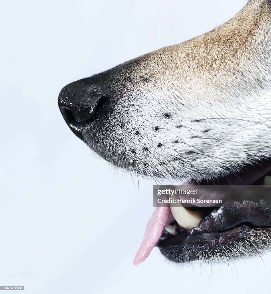 Detail of wolfs forehead