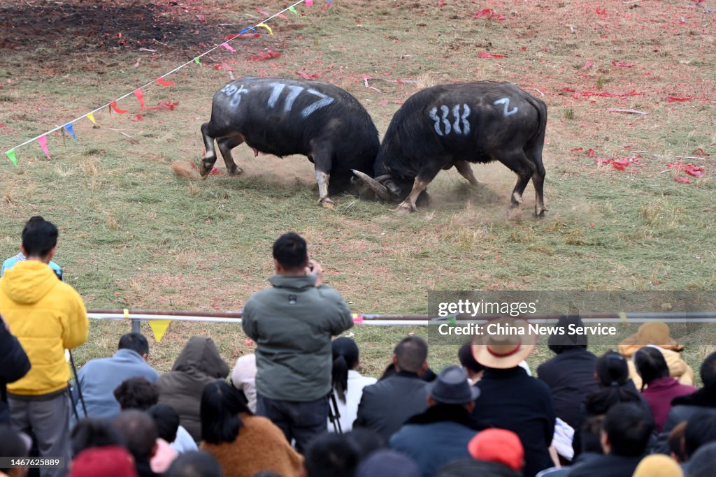 Bull Boxing People watch as two bulls fight against each other during Lieshen ...