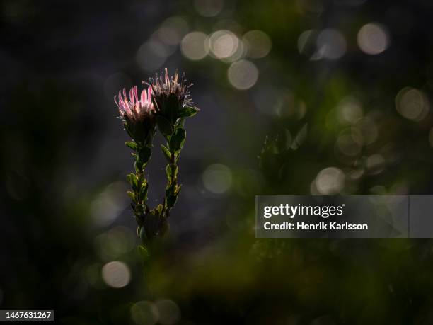 pink protea flower, fernkloof nature reserve - fynbos 個照片及圖片檔