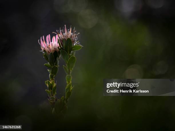 pink protea flower, fernkloof nature reserve - protea stock pictures, royalty-free photos & images