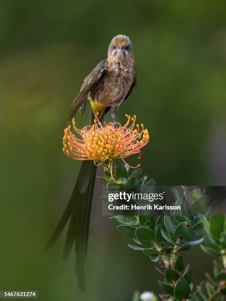 orange-breasted sunbird (anthobaphes violacea) on pincushion protea flower, fernkloof nature reserve - fynbos stock-fotos und bilder