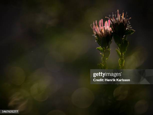pink protea flower, fernkloof nature reserve - fynbos stock-fotos und bilder