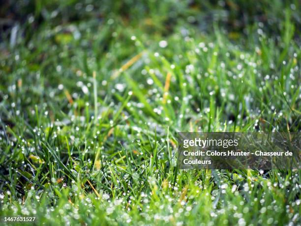 dewdrops in the grass of a garden in evian-les-bains - summer sounds stock pictures, royalty-free photos & images