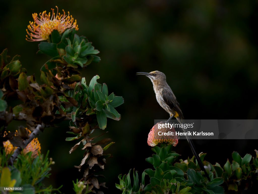 Cape sugarbird (Promerops cafer) on protea flowers in Fernkloof Nature Reserve