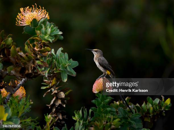 cape sugarbird (promerops cafer) on protea flowers in fernkloof nature reserve - fynbos stock-fotos und bilder