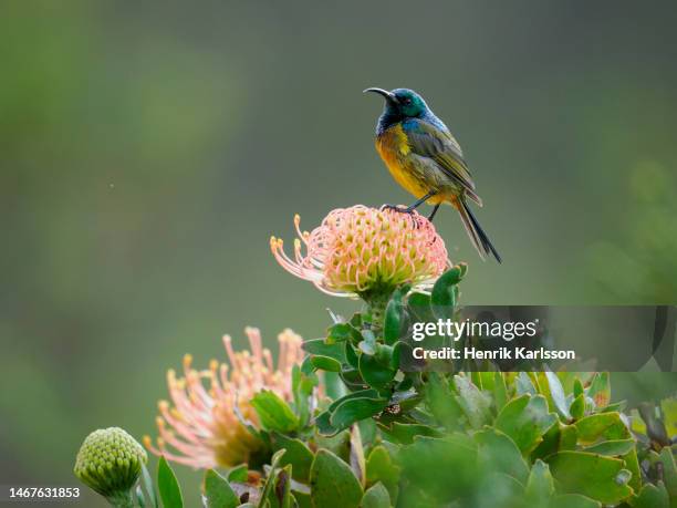 orange-breasted sunbird (anthobaphes violacea) on pincushion protea flower, fernkloof nature reserve - protea stock pictures, royalty-free photos & images