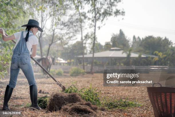 asian female farmers in horse farm. - behind the green horse stock pictures, royalty-free photos & images