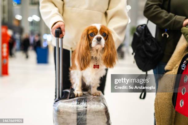 foto eines süßen hundes, der am flughafen auf einem koffer sitzt - auf wiedersehen pet stock-fotos und bilder