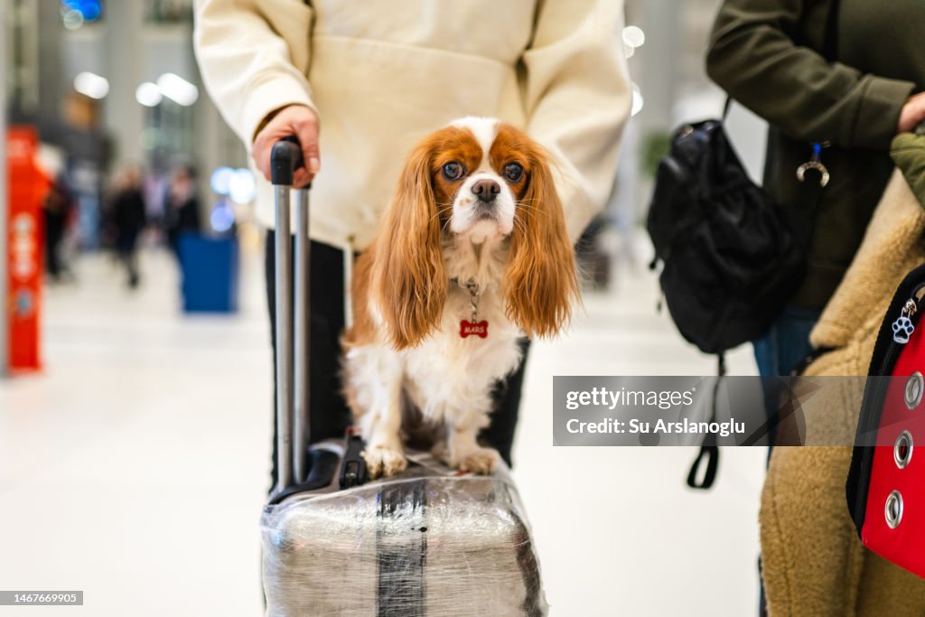 Photo of cute dog sitting on suitcase at airport