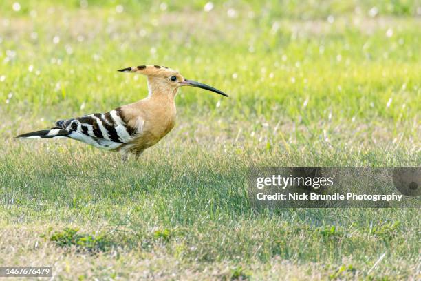 hoopoe, aswan, egypt. - hoopoe stock pictures, royalty-free photos & images