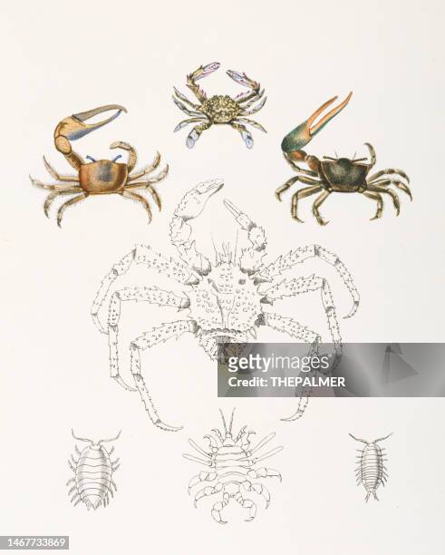 krabben - königskrabbenchromolithographie 1843 - winkerkrabbe stock-grafiken, -clipart, -cartoons und -symbole