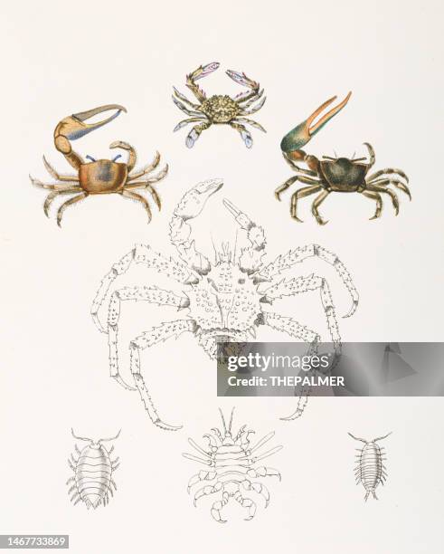 crabs - king crab chromolithograph 1843 - fiddler crab stock illustrations